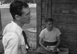 Сцена из фильма Насаждающий закон / The Enforcer (1951) Насаждающий закон сцена 1