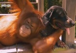 ТВ National Geographic: Странная дружба / National Geographic: Unlikely Animal Friends (2009) - cцена 1