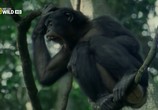 Сцена из фильма Королевство обезьян: Брат на брата / Wild Kingdom Of The Apes (2014) Королевство обезьян: Брат на брата сцена 4