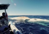 Сцена из фильма Самая большая в мире белая акула / World's Bigget Great White? (2019) Самая большая в мире белая акула сцена 3