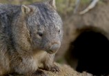 Сцена из фильма Тайная жизнь вомбата / Secret Life of Wombat (2016) Тайная жизнь вомбата сцена 3