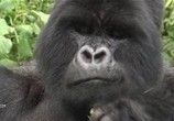 Сцена из фильма Дикая природа. Семейные узы: Западная равнинная горилла / Wild Life. Family Ties: Western Lowland Gorilla (2012) Дикая природа. Семейные узы: Западная равнинная горилла сцена 4