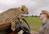 ТВ BBC: Животные в объективе / Animals With Cameras (2018) - cцена 8