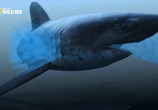 Сцена из фильма Самые опасные акулы / World's Deadliest Sharks (2011) 