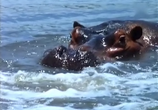 ТВ BBC: Наедине с природой: Бегемоты без воды / BBC: HIPPOS out of water (2004) - cцена 6