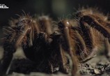 Сцена из фильма Удивительные пауки / Incredible Spiders (2015) Удивительные пауки сцена 3