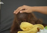 ТВ Последний рай орангутанов / The Last Orangutan Eden (2015) - cцена 1