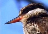ТВ BBC: Наедине с природой: Король зимородков / BBC: King of kingfishers (2004) - cцена 2