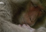 Сцена из фильма Слепая обезьяна / The blind monkey (2016) Слепая обезьяна сцена 2