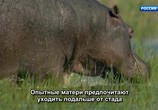 ТВ Бегемоты – жизнь в воде / Hippos: Africa's River Giants (2019) - cцена 1