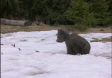 Сцена из фильма Истории о зверятах: Медвежата. Детство / Medove (2001) Истории о зверятах: Медвежата. Детство сцена 2
