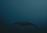 Сцена из фильма Морские динозавры 3D: Путешествие в доисторический мир / Sea Rex 3D: Journey to a Prehistoric World (2010) Морские динозавры 3D: Путешествие в доисторический мир сцена 1