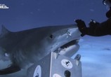 Сцена из фильма Ужас тигровой акулы / Tiger shark terror (2017) Ужас тигровой акулы сцена 2