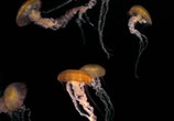 Сцена из фильма Искусство природы: медузы / The Art of Nature: Jellies (2007) Искусство природы: медузы сцена 1