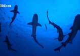 ТВ Самые опасные акулы / World's Deadliest Sharks (2011) - cцена 2