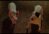 Сцена из фильма Бэйб: Поросенок в городе / Babe: Pig in the City (1998) Бэйб: Поросенок в городе сцена 5