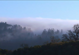 ТВ Живые Пейзажи: Калифорнийские секвойи / Living Landscapes: California Redwoods (2009) - cцена 2