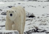 Сцена из фильма Нашествие полярных медведей / Polar bear invasion (2016) Нашествие полярных медведей сцена 1