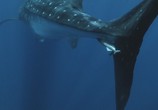 Сцена из фильма BBC: Морские гиганты / Ocean Giants (2011) BBC: Морские гиганты сцена 7