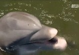 Сцена из фильма Дельфиньи будни / Dolphin Days (2009) Дельфиньи будни сцена 6