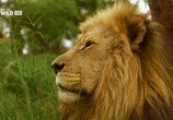 Сцена из фильма Nat Geo Wild: Кевин Ричардсон - Заклинатель львов / Kevin Richardson - Lion Whisperer (2013) 