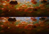 Сцена из фильма Последний риф 3D / The Last Reef 3D (2012) Последний риф 3D сцена 13