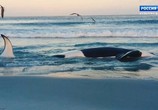 Сцена из фильма Мудрость китов / Whale Wisdom (2018) Мудрость китов сцена 9