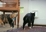 ТВ Nat Geo Wild: Дикая сторона кошек / Nat Geo Wild: Wild Side of Cats (2012) - cцена 3