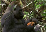 Сцена из фильма Тайна горилл / Mystery Gorilla (2009) Тайна горилл сцена 12