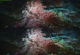 Сцена из фильма Последний риф 3D / The Last Reef 3D (2012) Последний риф 3D сцена 16