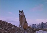 Сцена из фильма Никки, дикий пес севера / Nikki, Wild Dog of the North (1961) Никки, дикий пес севера сцена 15