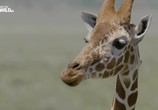 Сцена из фильма На прогулке с жирафами / Walking with Giraffes (2017) На прогулке с жирафами сцена 3