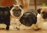 ТВ Удивительное семейство псовых / Dogs: An Amazing Animal Family (2017) - cцена 6