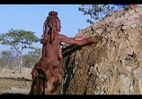 Сцена из фильма Жизнь по законам саванны. Намибия / The last hunters in Namibia (2013) Жизнь по законам саванны. Намибия сцена 8