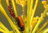 ТВ Школа выживания в мире насекомых / Unusual World (2008) - cцена 1
