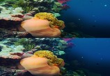 ТВ Последний риф 3D / The Last Reef 3D (2012) - cцена 7