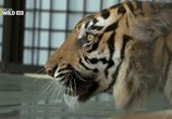 ТВ National Geographic: Последний тигр Суматры / Sumatra's Last Tigers (2010) - cцена 2