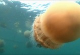 Сцена из фильма National Geographic. Медузы-монстры / National Geographic. Monster Jellyfish (2010) National Geographic. Медузы-монстры сцена 2
