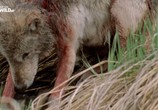 Сцена из фильма Волчья династия Йеллоустоуна / Yellowstone Wolf Dynasty (2018) Волчья династия Йеллоустоуна сцена 6