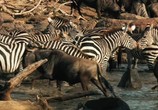 ТВ Национальный парк Серенгети / Serengeti (2011) - cцена 3