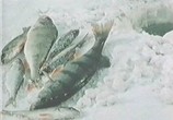 Сцена из фильма Тайны мудрого рыболова (1957) Тайны мудрого рыболова сцена 1