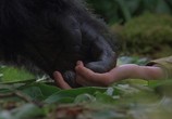 Сцена из фильма Гориллы в тумане: История Дайан Фосси / Gorillas in the Mist: The Story of Dian Fossey (1988) Гориллы в тумане: История Дайан Фосси сцена 8