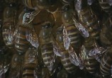 Сцена из фильма BBC: Живой мир (Мир природы): Будда, пчелы и королева гигантских шершней / The Natural World. Buddha Bees and the Giant Hornet Queen (2006) BBC: Живой мир (Мир природы): Будда, пчелы и королева гигантских шершней сцена 3
