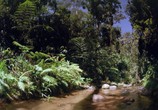 Сцена из фильма Тропический лес / Tropical Rainforest (1992) Тропический лес сцена 3