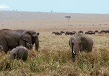 ТВ Выживание в Серенгети / Surviving the Serengeti (2015) - cцена 2