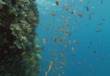 Сцена из фильма Большой Барьерный риф / Great Barrier Reef (2011) Большой Барьерный риф сцена 2