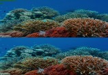 ТВ Последний риф 3D / The Last Reef 3D (2012) - cцена 3