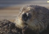 ТВ BBC: Неутомимые выдры / Supercharged Otters (2017) - cцена 3
