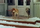Сцена из фильма Зимний дуб (1963) 