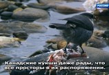 ТВ Рождество в дикой природе / It’s a wild Christmas (2018) - cцена 8